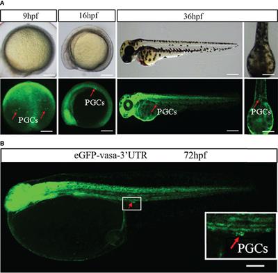 Migration of Primordial Germ Cells Is Regulated by miR-430 During Embryonic Development of Japanese Flounder